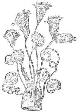 Мир живой и неживой - i_004.jpg