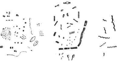 Мир живой и неживой - i_006.jpg