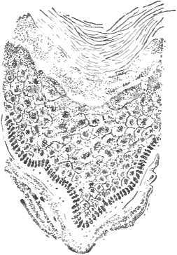 Мир живой и неживой - i_007.jpg