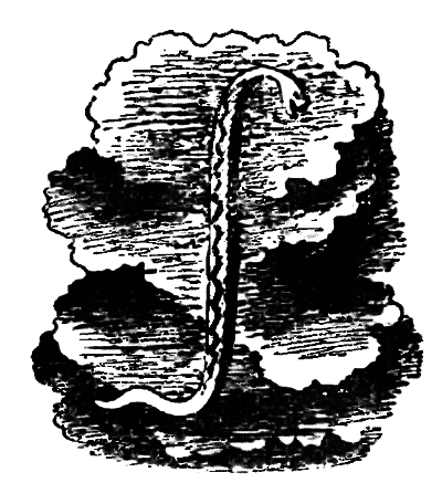 Волшебный двурог - wd_7.png