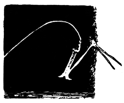 Волшебный двурог - wd_75.png