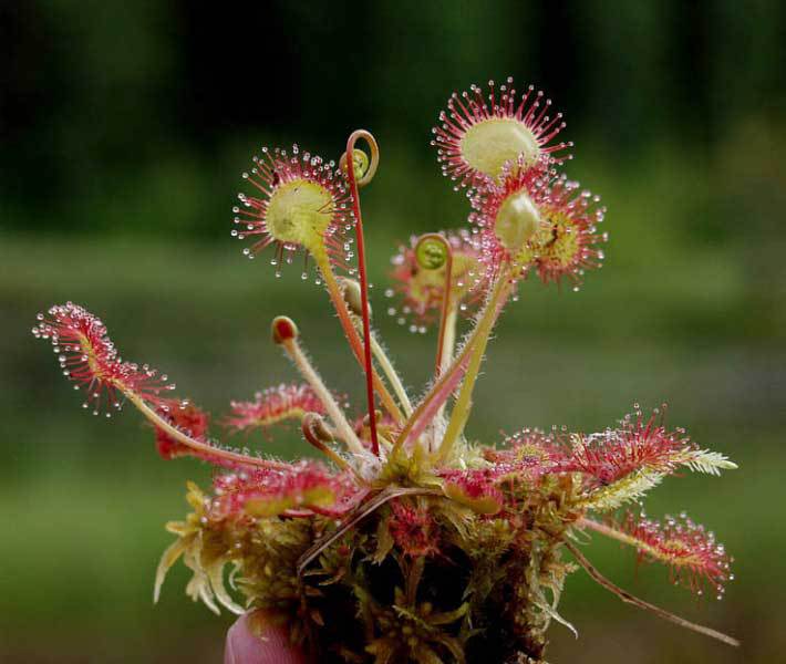 Зеленые оборотни. Рассказы о хищных растениях - _04.jpg