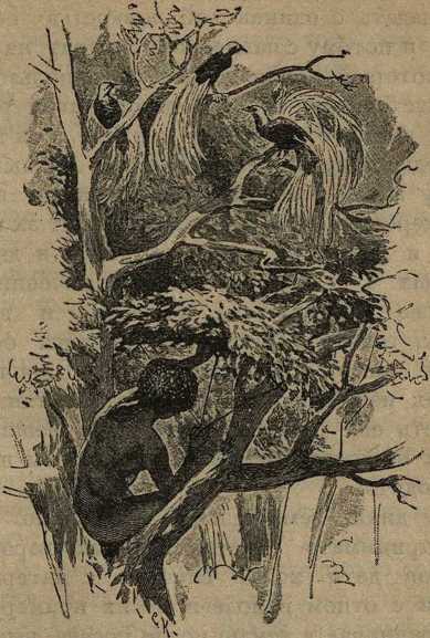 Дикари, их быт и нравы - i_056.jpg