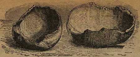 Дикари, их быт и нравы - i_137.jpg