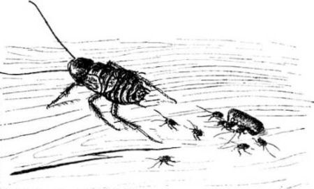 Приключения мальчика меньше пальчика<br />Из жизни насекомых - i_004.jpg