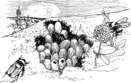 Приключения мальчика меньше пальчика<br />Из жизни насекомых - i_006.jpg