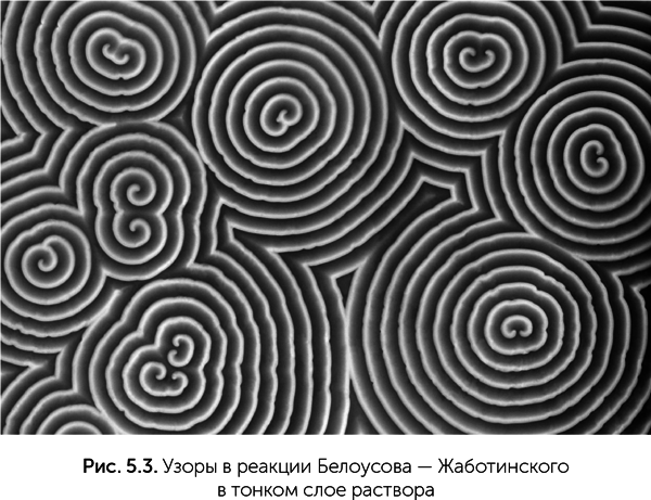 Происхождение жизни. От туманности до клетки - i_037.png