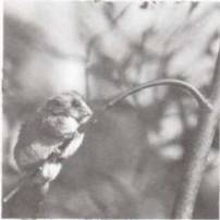 В стране драконов и сказочных птиц - _89.jpg