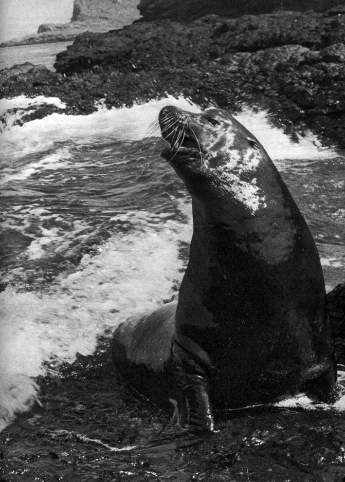 В стране драконов и сказочных птиц - _45.jpg