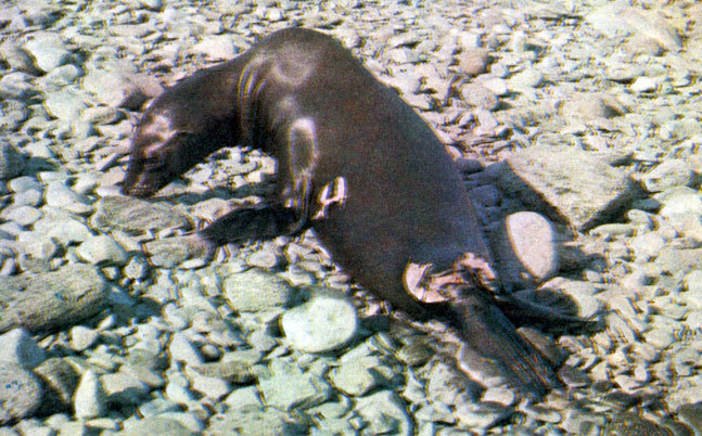 В стране драконов и сказочных птиц - _47.jpg