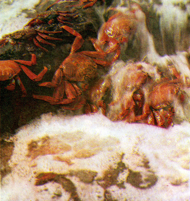 В стране драконов и сказочных птиц - _21.jpg