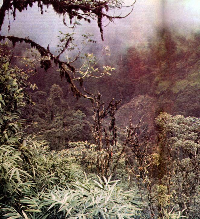 В стране драконов и сказочных птиц - _77.jpg