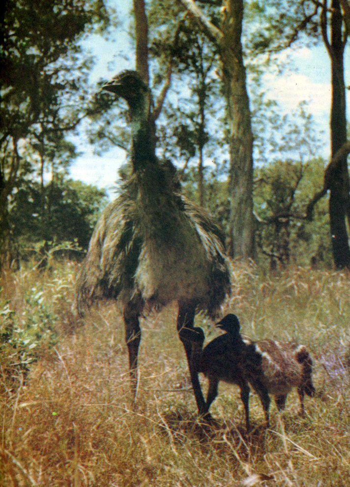 В стране драконов и сказочных птиц - _86.jpg