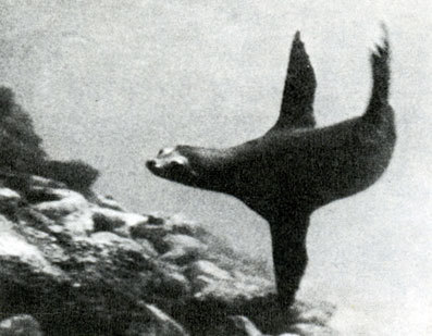 В стране драконов и сказочных птиц - _42.jpg