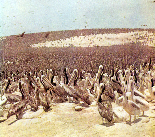 В стране драконов и сказочных птиц - _68.jpg