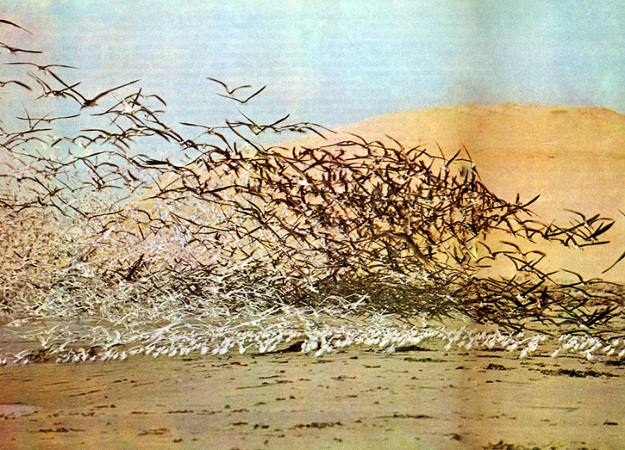 В стране драконов и сказочных птиц - _69.jpg