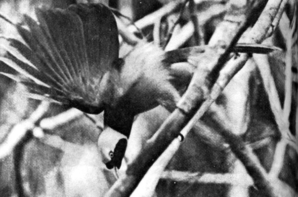 В стране драконов и сказочных птиц - _164.jpg