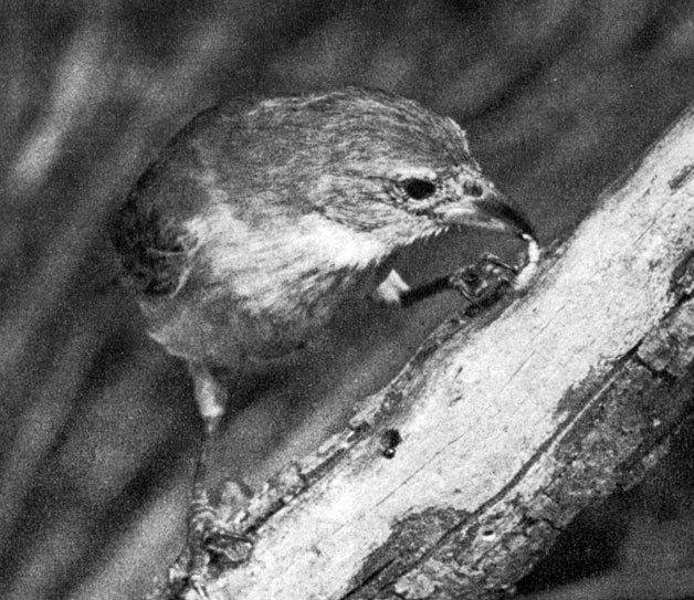 В стране драконов и сказочных птиц - _54.jpg