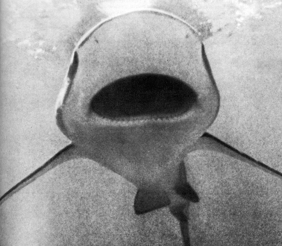 В стране драконов и сказочных птиц - _48.jpg