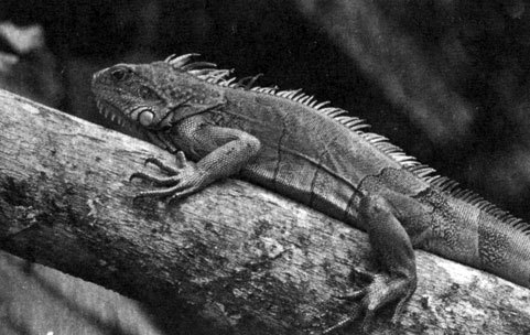 В стране драконов и сказочных птиц - _85.jpg