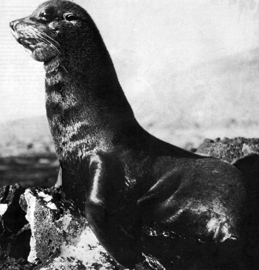 В стране драконов и сказочных птиц - _49.jpg