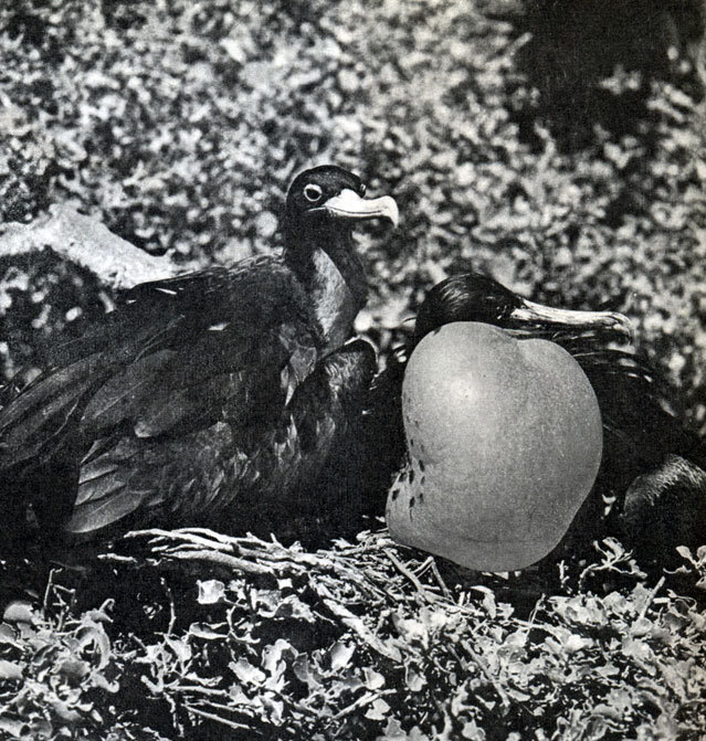 В стране драконов и сказочных птиц - _63.jpg