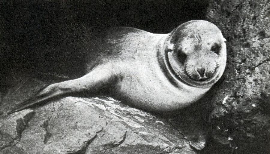 В стране драконов и сказочных птиц - _44.jpg