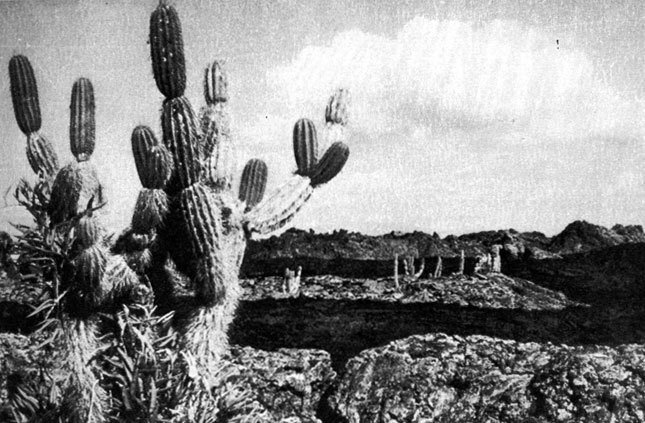 В стране драконов и сказочных птиц - _7.jpg