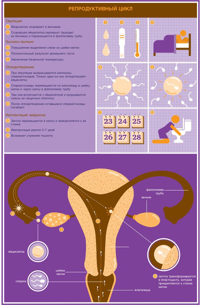 Беременность. Руководство пользователя: Основная информация, рекомендации по устранению неполадок, советы будущим родителям - i_006.png