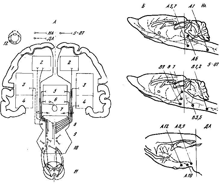 Генеалогия нейронов - _1.jpg