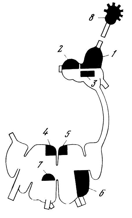 Генеалогия нейронов - _10.jpg