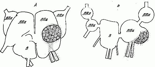 Генеалогия нейронов - _13.jpg