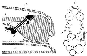 Генеалогия нейронов - _2.jpg