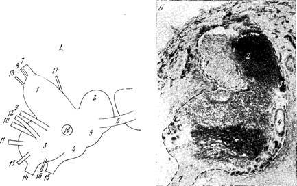 Генеалогия нейронов - _3.jpg