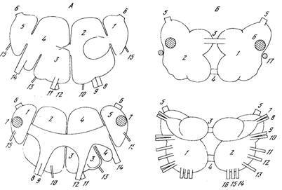 Генеалогия нейронов - _4.jpg