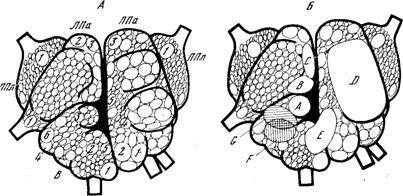Генеалогия нейронов - _5.jpg