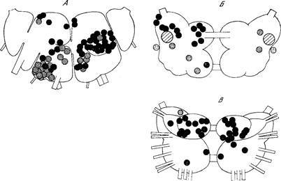 Генеалогия нейронов - _6.jpg