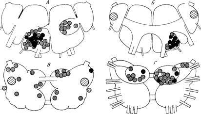 Генеалогия нейронов - _7.jpg