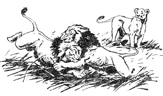 Нгоньяма желтогривый - doc2fb_image_02000015.jpg