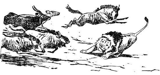 Нгоньяма желтогривый - doc2fb_image_0200001C.jpg