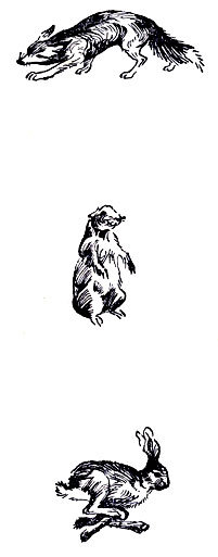 Запахи в жизни зверей - doc2fb_image_02000002.jpg