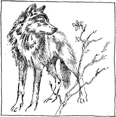 Запахи в жизни зверей - doc2fb_image_0200000A.jpg