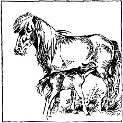 Запахи в жизни зверей - doc2fb_image_02000013.jpg