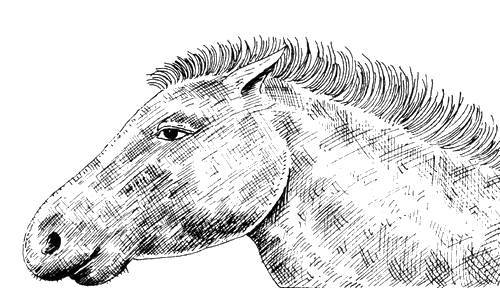 История лошади в истории человечества - _2.jpg