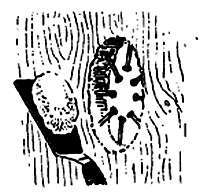 2000 советов для неумелых рук - _267.jpg