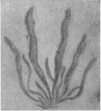 Происхождение жизни - _37.jpg