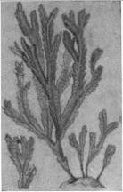 Происхождение жизни - _38.jpg