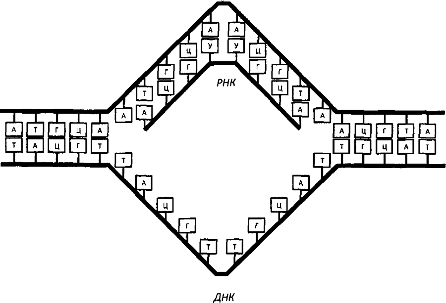 Кошки и гены - doc2fb_image_03000006.png