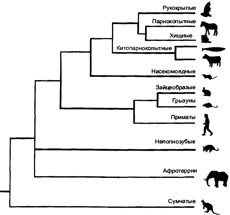 Кошки и гены - doc2fb_image_03000015.png