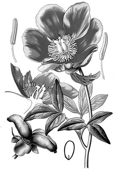 Учебник самолечения и питания Спецназа ГРУ. Продолжение супербестселлера «Учебник выживания Спецназа ГРУ» - i_025.jpg